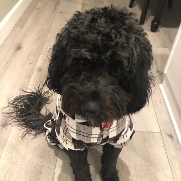 Meet your Posher, Isabella - Picture 1 of 1